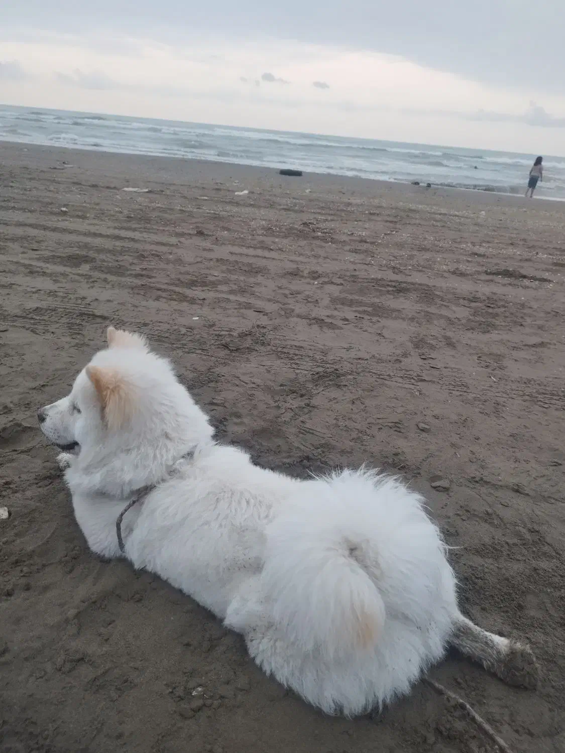 واگذاری چاوچاو 8ماه واکسینه شده|سگ|قدس, شهرقدس|دیوار