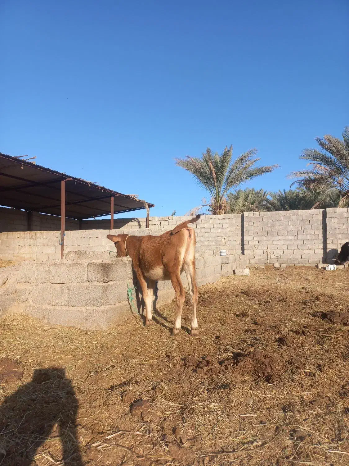 سلام گوساله جرسی اصل بخور|حیوانات مزرعه|جیرفت, |دیوار