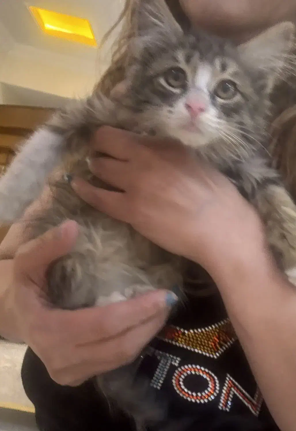 واگذاری گربه|گربه|تهران, درب دوم|دیوار