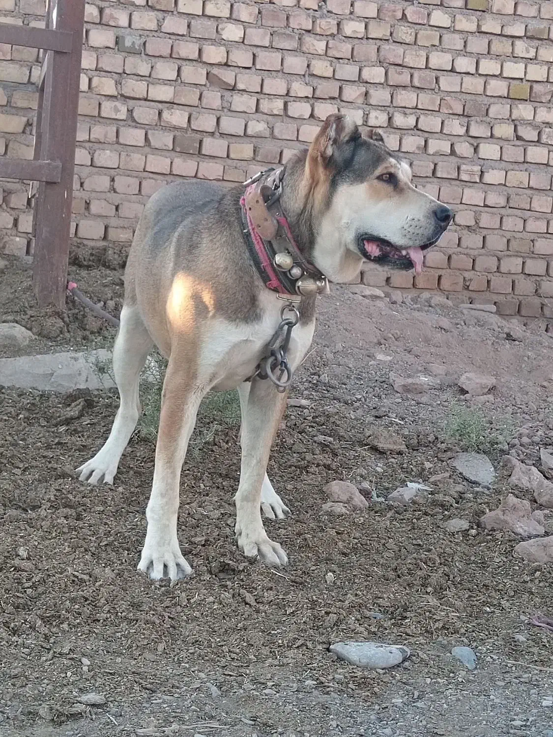 ۱عدد ماده|سگ|عطاملک, |دیوار