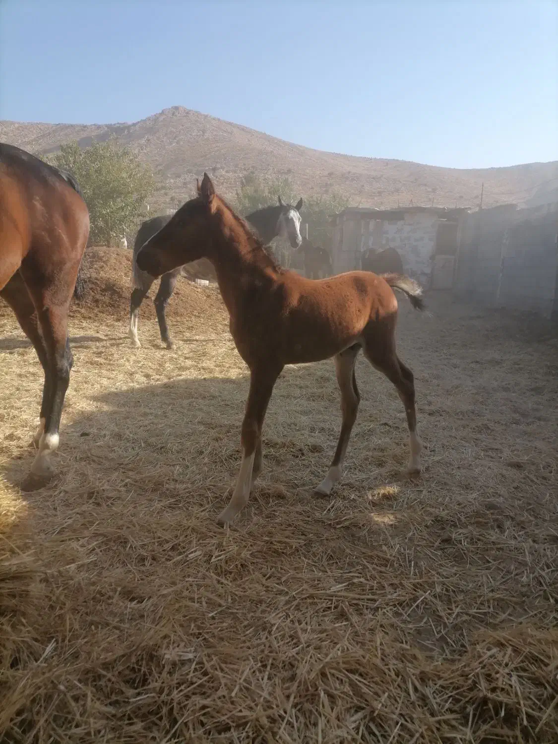 اسب کره نریان 5 نشان طلایی معاوضه با گوسفند موتور|اسب و تجهیزات اسبسواری|شیراز, دانشکده دامپزشکی شیراز|دیوار