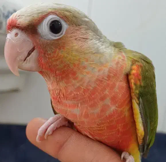 گمشده|حیوانات|سیرجان, |دیوار