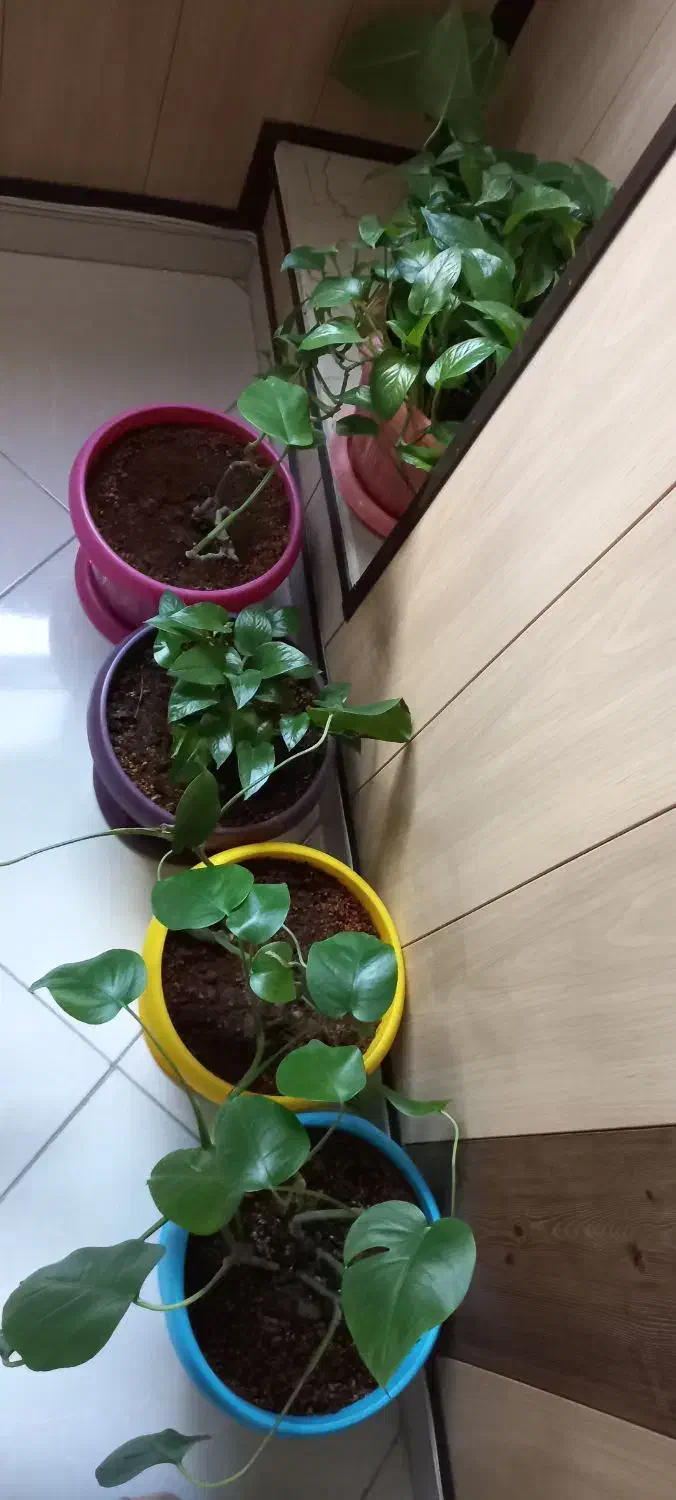 گلدان رنگی با گل|گل و گیاه طبیعی|مشهد, گلبرگ|دیوار