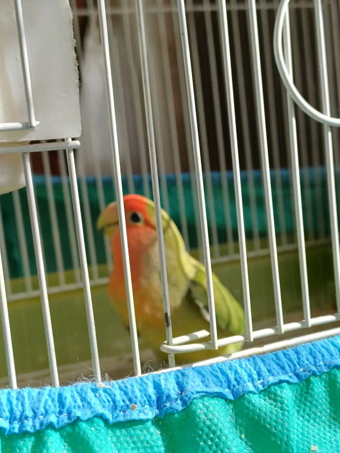 طوطی برزیلی تخم گذار|پرنده|بهار, |دیوار