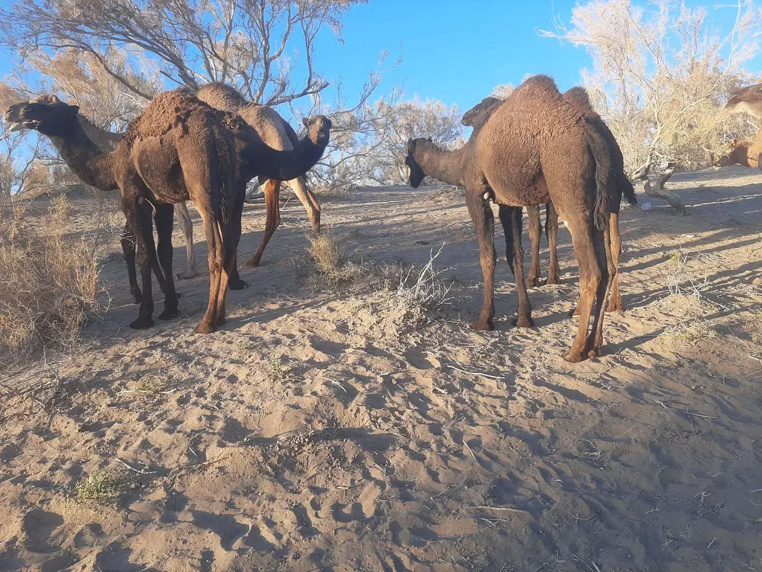 فروش شتر هاشی|حیوانات مزرعه|جلگه ماژان, |دیوار