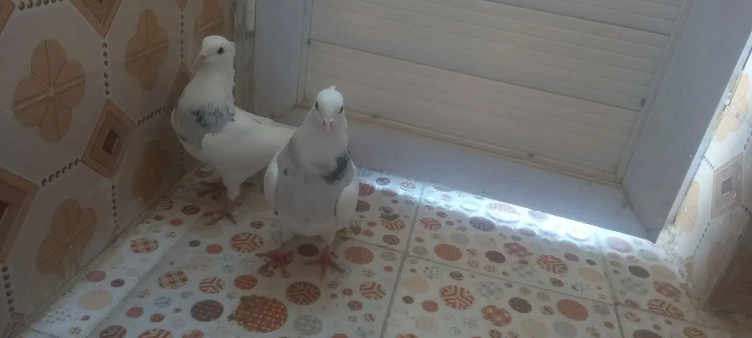 کفتر خوب قیمت خوب|پرنده|کوهدشت, |دیوار