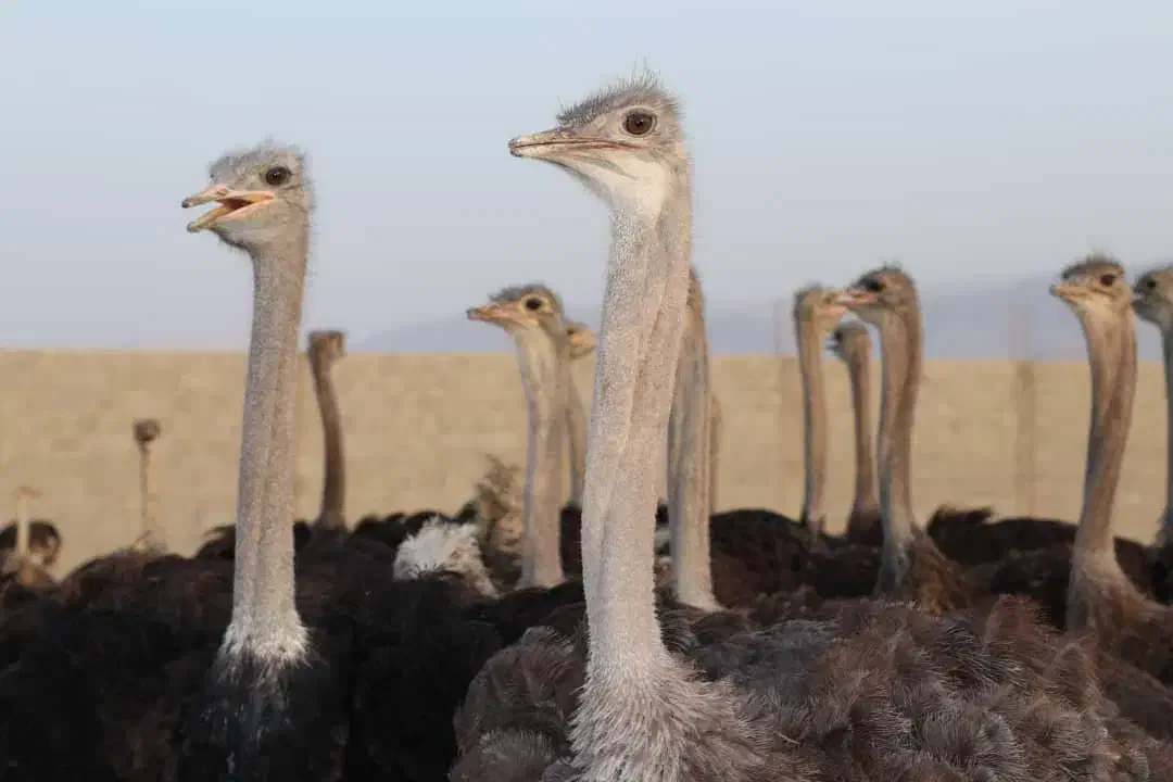 شتر مرغ|حیوانات مزرعه|شیراز, دارالرحمه|دیوار