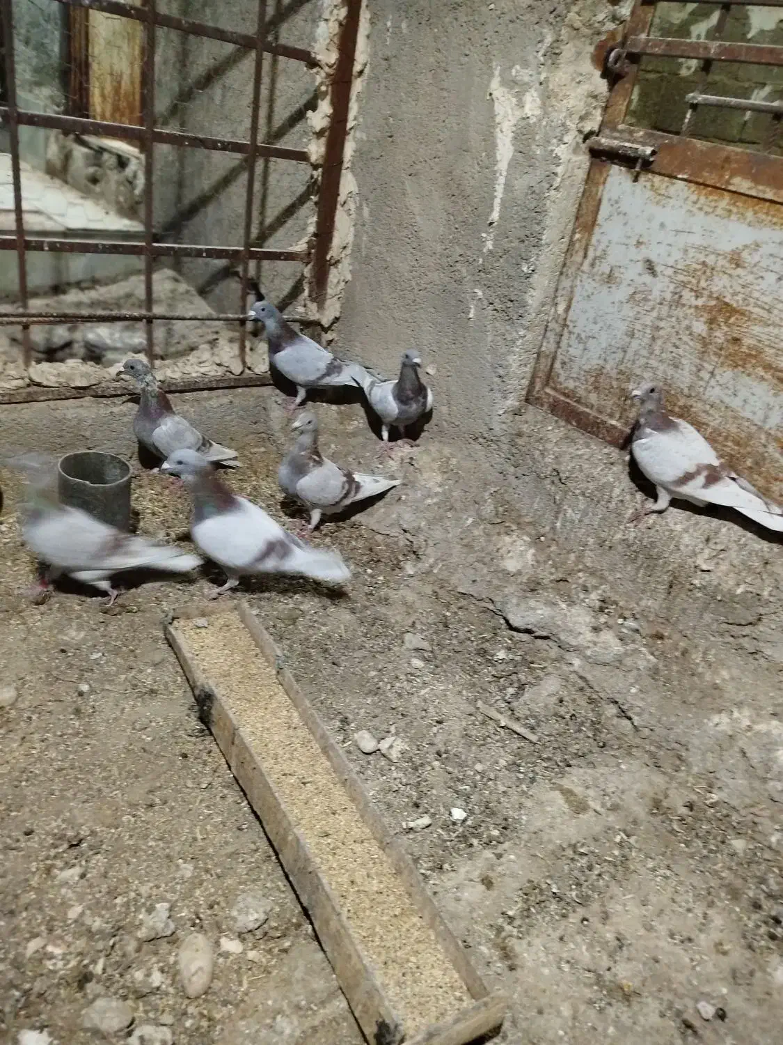 کبوتر پوسپیازی|پرنده|برازجان, |دیوار