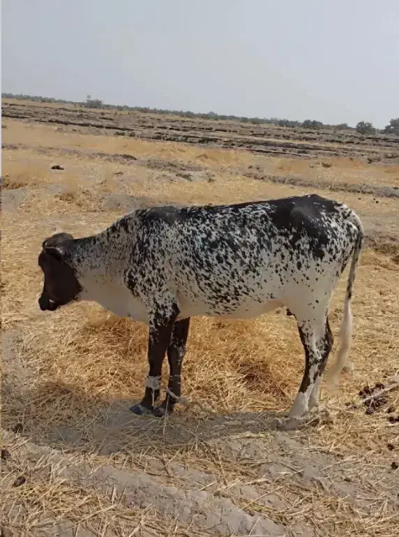 گاو دوساله با پارک ۲ماهه|حیوانات مزرعه|قلعه گنج, |دیوار