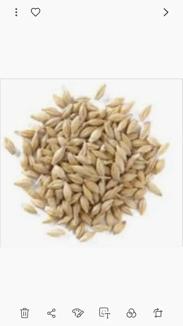 جو خارجی|حیوانات مزرعه|کوهنجان, |دیوار