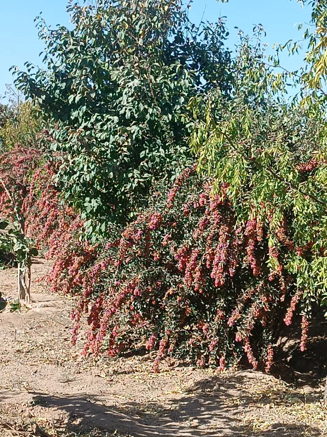 زرشک / کبوتر|خوردنی و آشامیدنی|مشهد, شهید علی محمدی|دیوار
