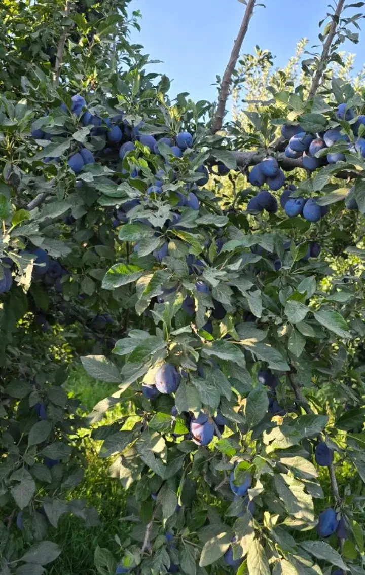 نهال آلو خرمایی|خدمات باغبانی و درختکاری|تبریز, |دیوار