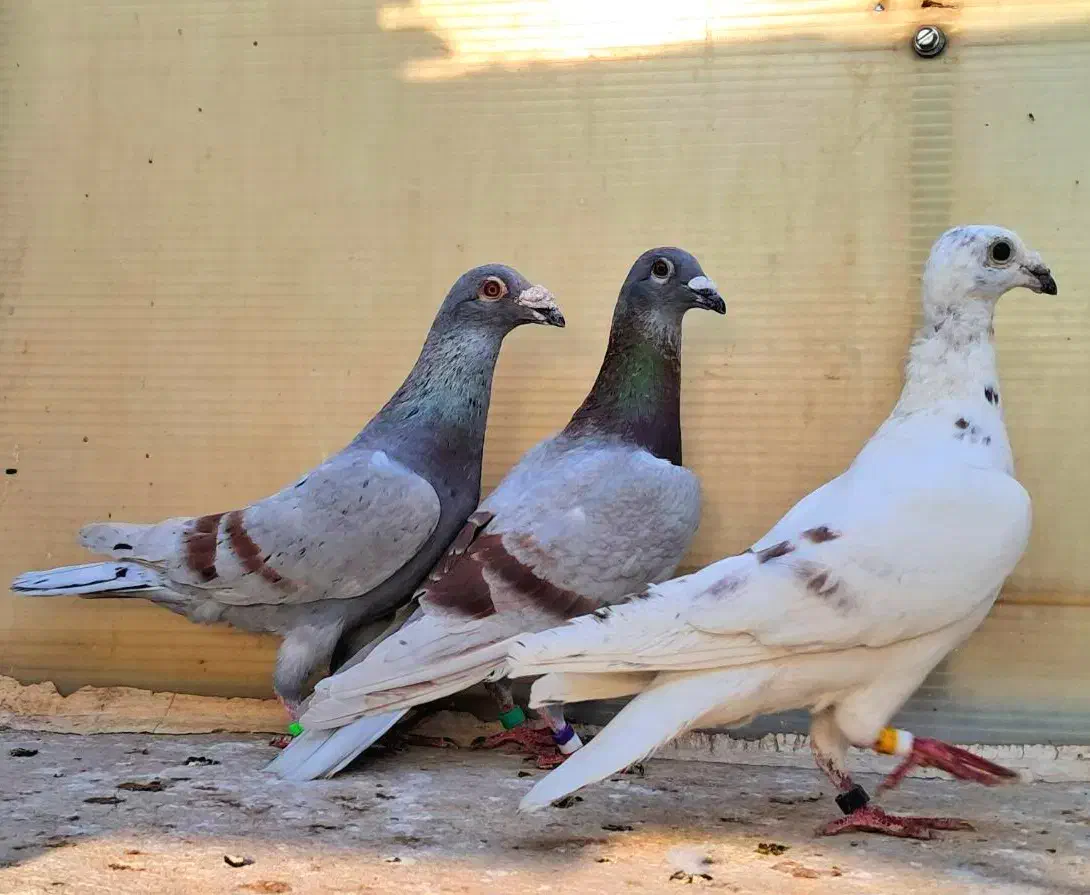 کفتر بوم آلمانی پلنگ ابلغ سار اوغون زاغ سوسکی بزک|پرنده|مشهد, پورسینا|دیوار