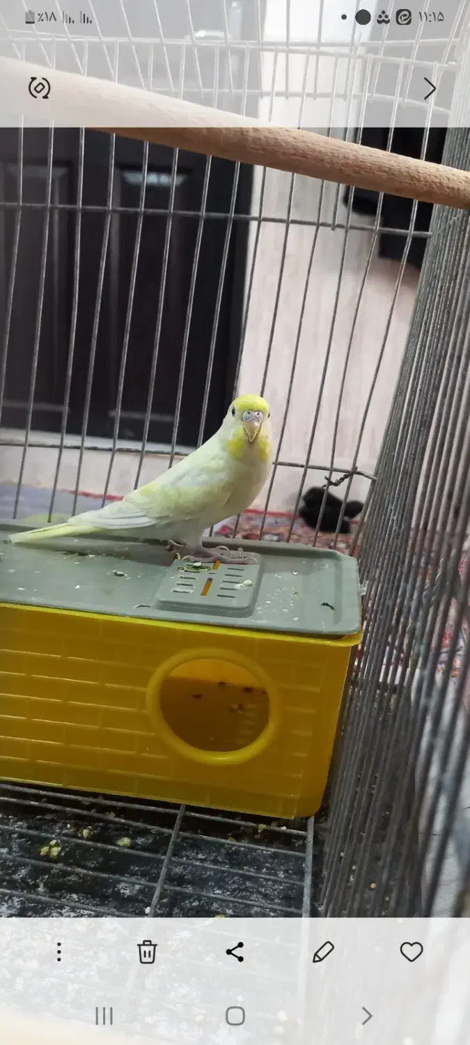 فروش مرغ عشق نر|پرنده|طبس, |دیوار