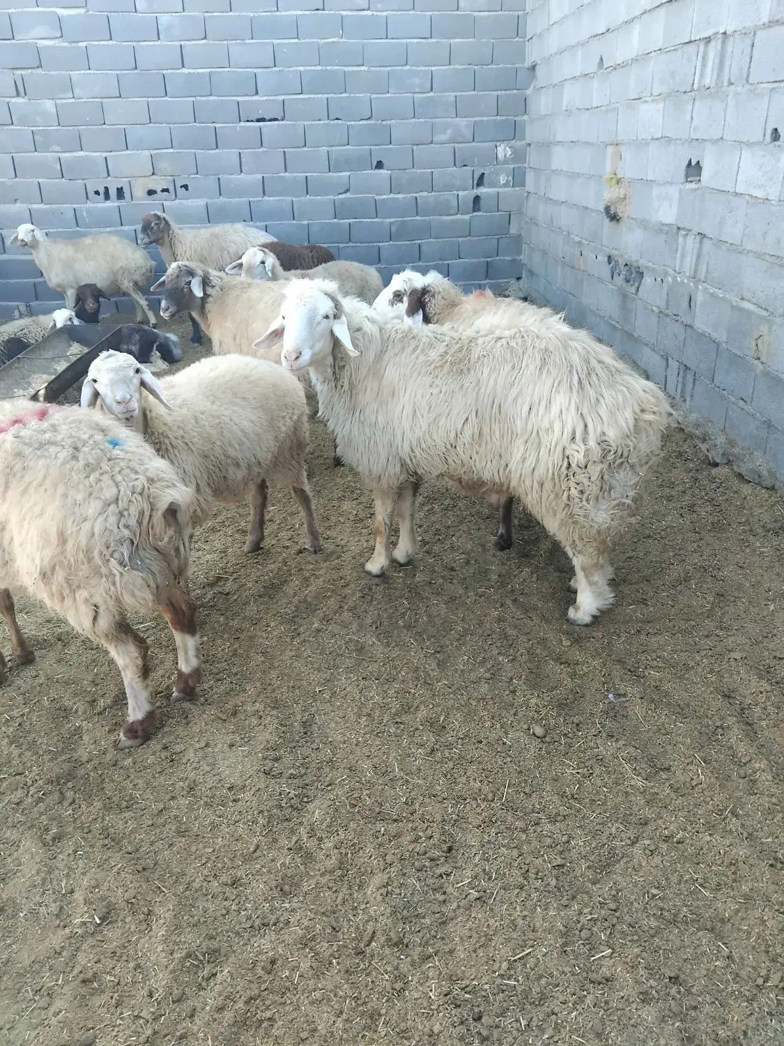 قوچ|حیوانات مزرعه|بجنورد, |دیوار