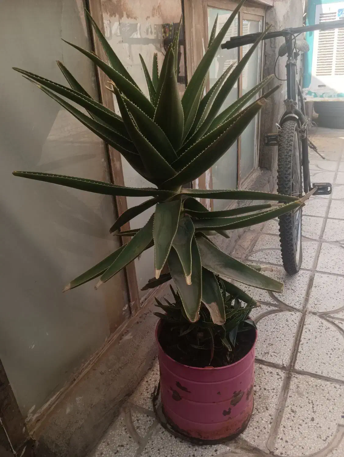 گل زیبا و بزرگ|گل و گیاه طبیعی|نیشابور, گنبد سبز|دیوار