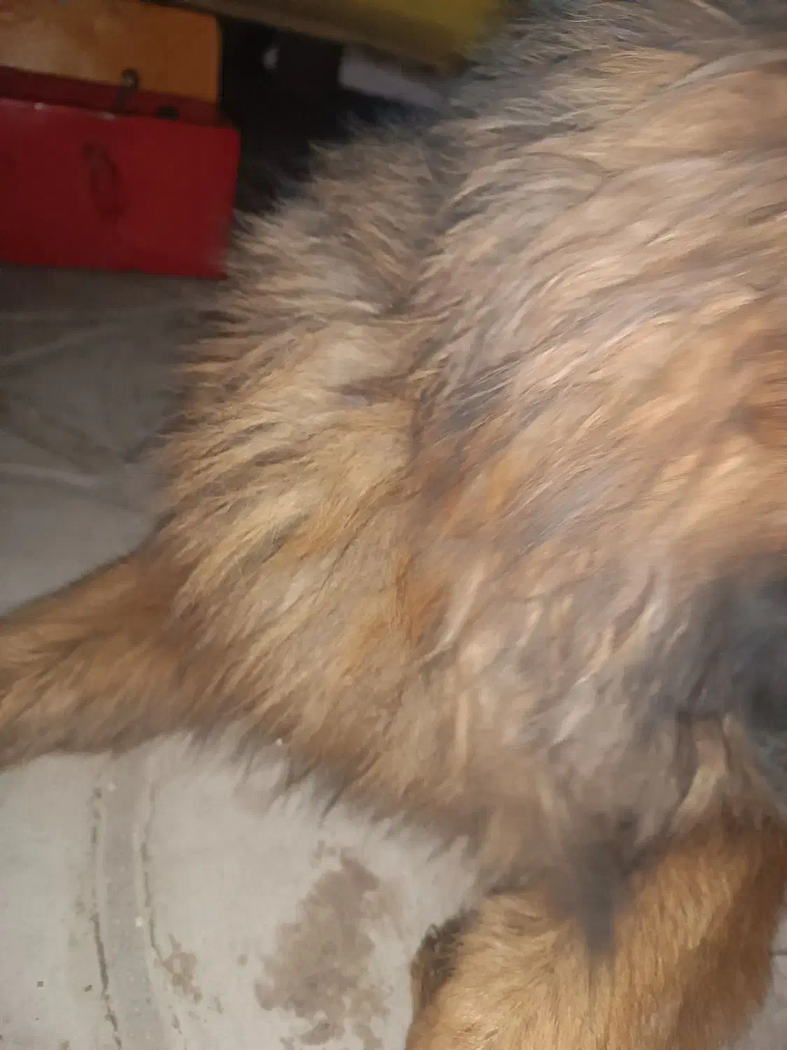 واگذاری سگ ژرمن شولاین ماده موبلند|سگ|بم, |دیوار