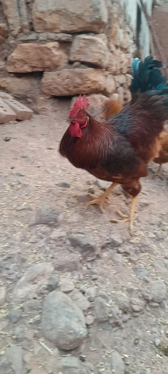 خروس قرمز|حیوانات مزرعه|شوط, |دیوار