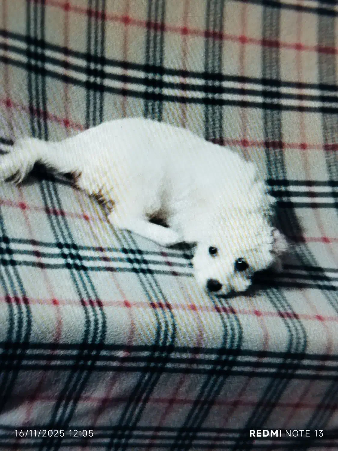 سگ شیتزو سفید|سگ|گنبد کاووس, |دیوار