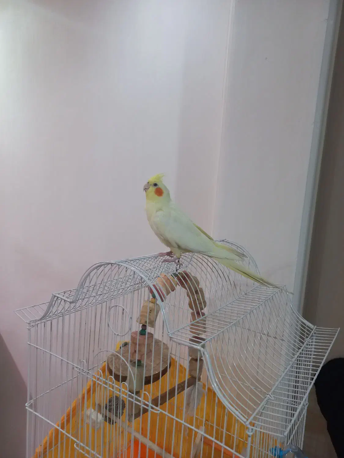 عروس هلندی ماده آماده جفت‌گیری سالم|پرنده|کرج, خرمدشت|دیوار