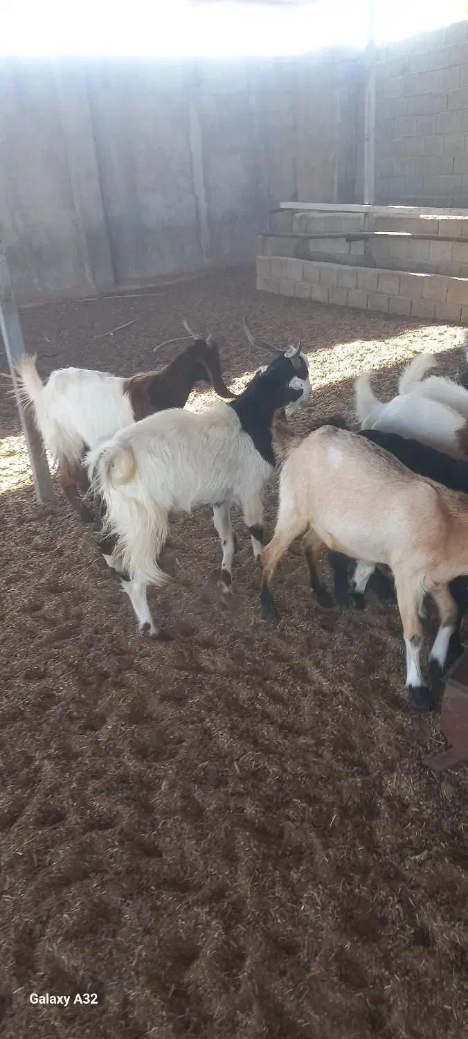 تعدادی کهره نر|حیوانات مزرعه|بندر گناوه, |دیوار