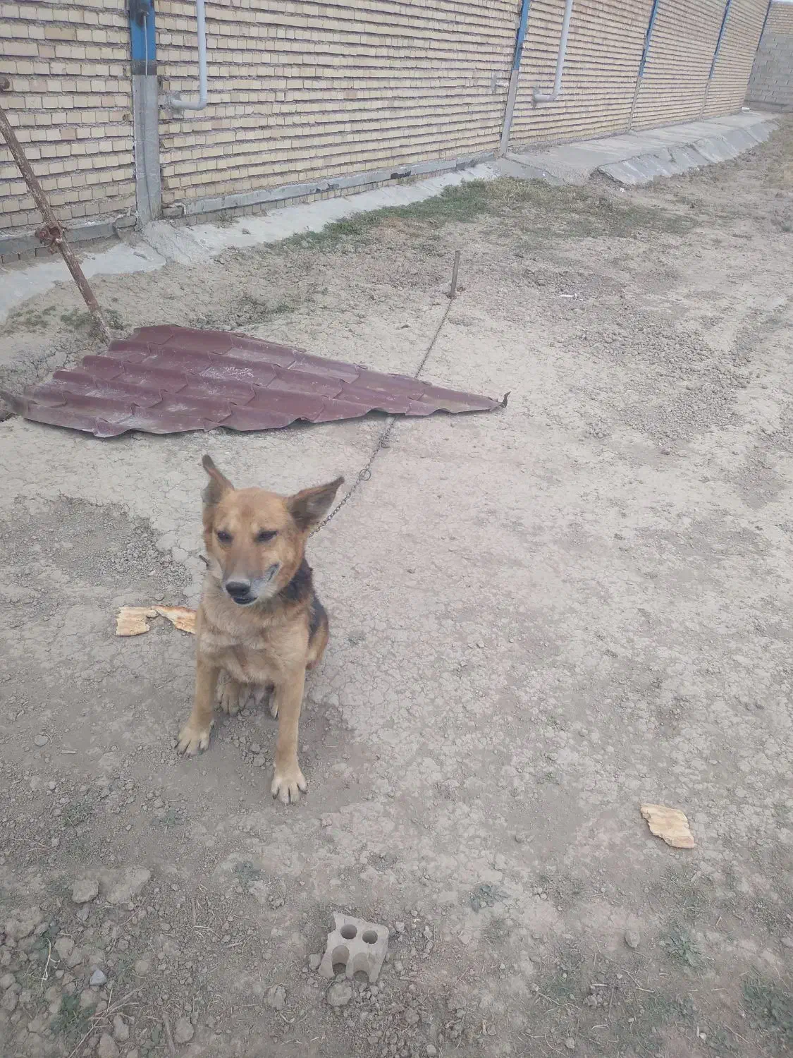 تعویض باپاکوتا|سگ|رامیان, |دیوار