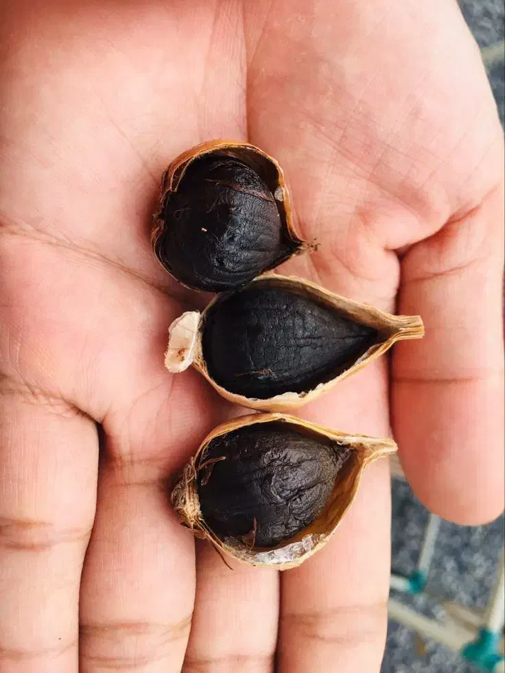 سیر سیاه فرآوری حرارتی|خوردنی و آشامیدنی|ساری, |دیوار