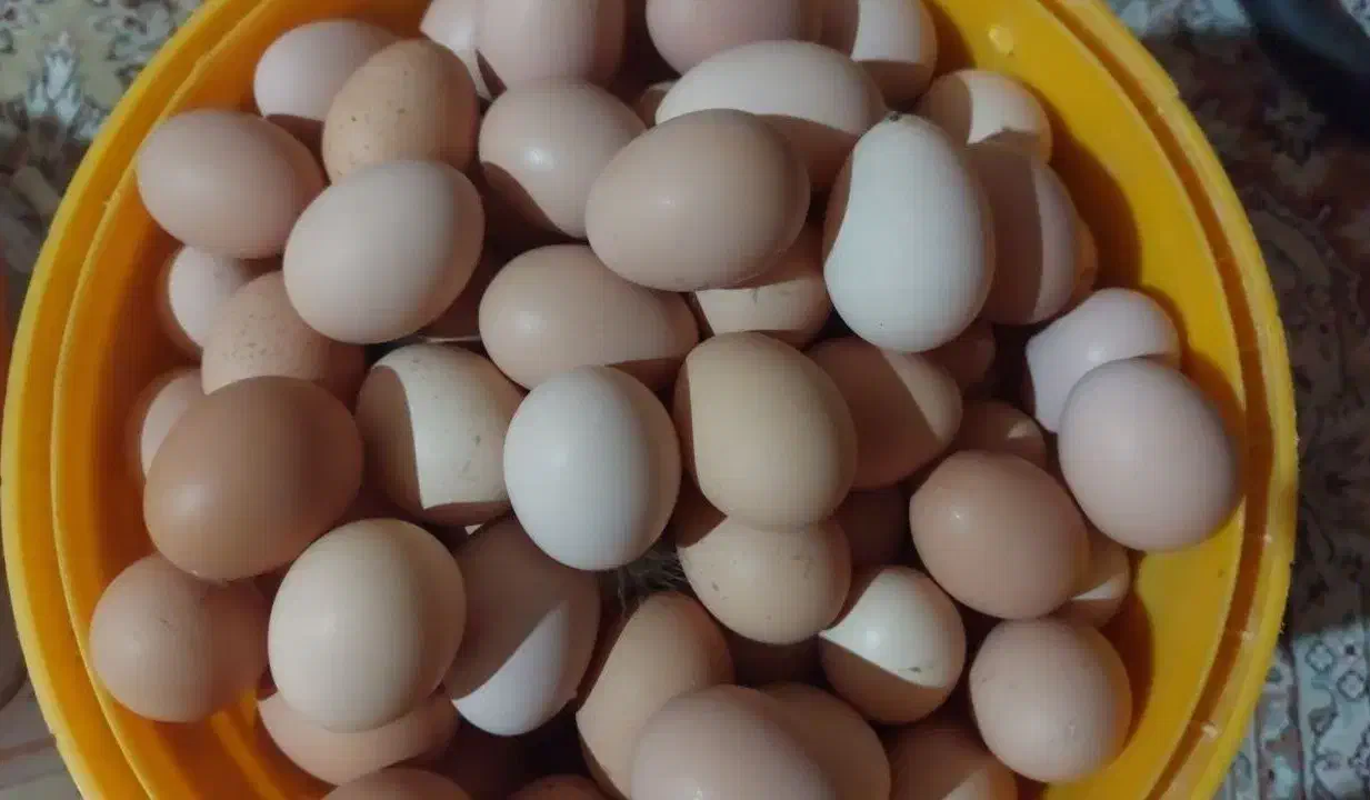 تخم مرغ محلی|خوردنی و آشامیدنی|شیراز, پانصد دستگاه ارتش|دیوار