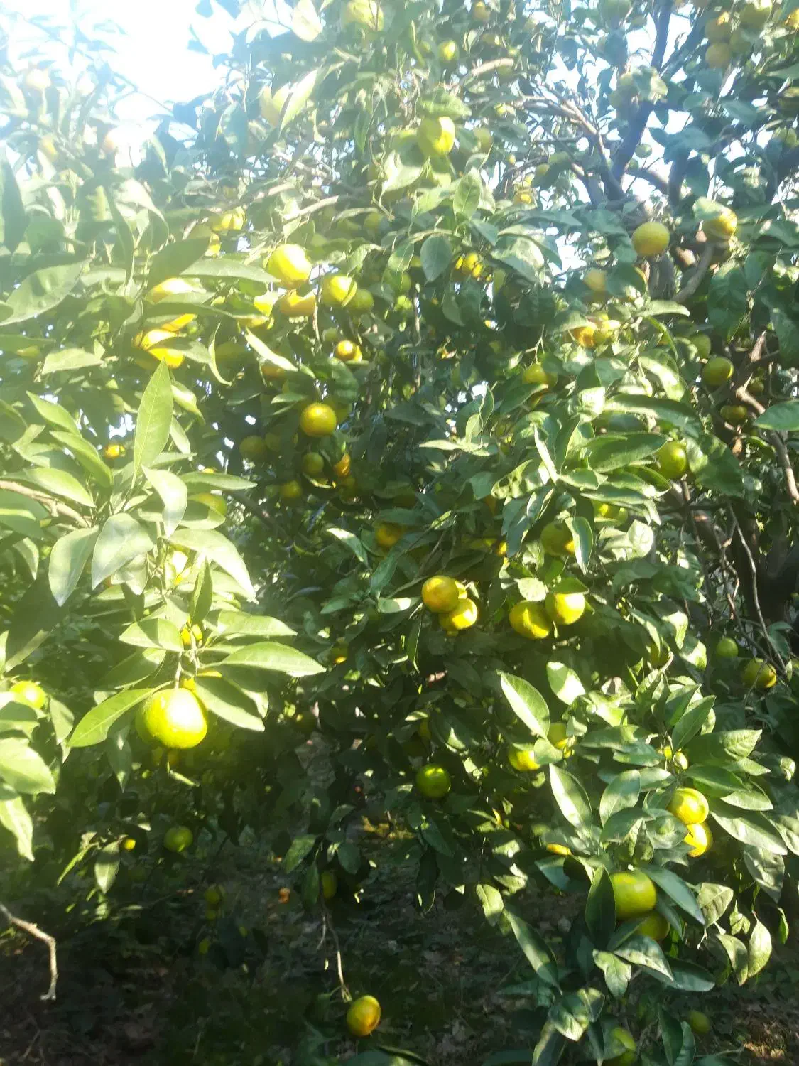 نارنگی محلی( انشو) پیج و یافاو لیمو ترش|خوردنی و آشامیدنی|جویبار, |دیوار