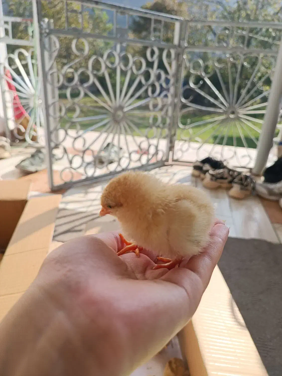 جوجه گلپایگان یک روزه بدون تلفات تضمینی|حیوانات مزرعه|ماسال, |دیوار