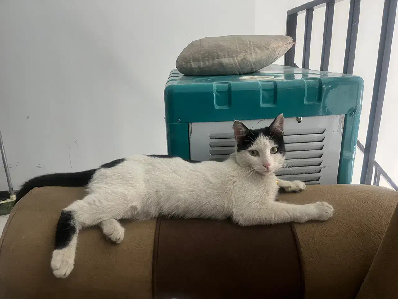 گربه|گربه|فردیس, منظریه|دیوار