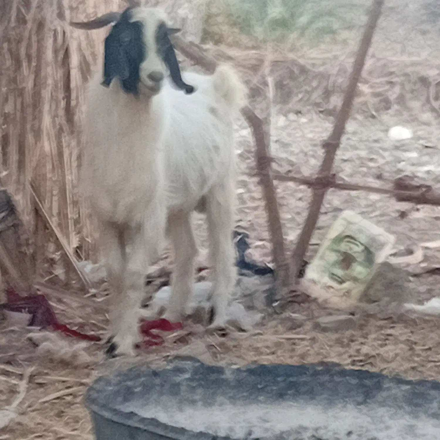 گوسفند فروشی فوری|حیوانات مزرعه|بیرک, |دیوار