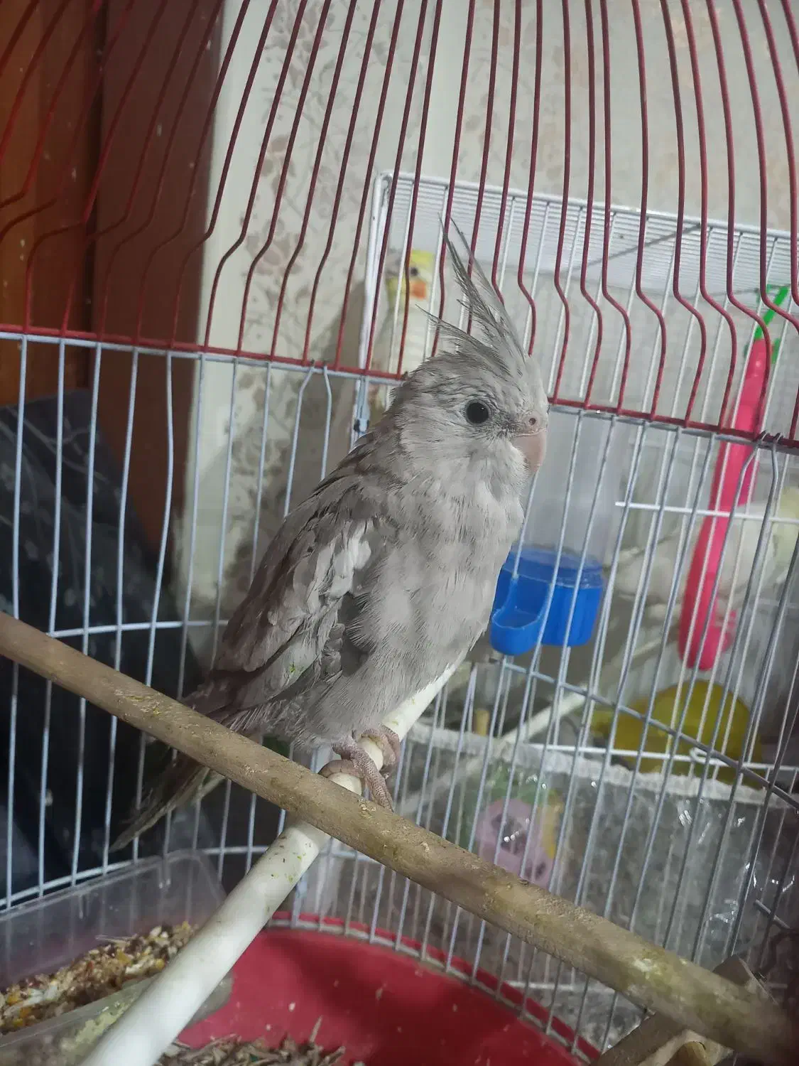 تعدادی عروس هلندی ومرغ عشق دستی ونیمه دستی|پرنده|مشهد, شهرک مهر آباد|دیوار