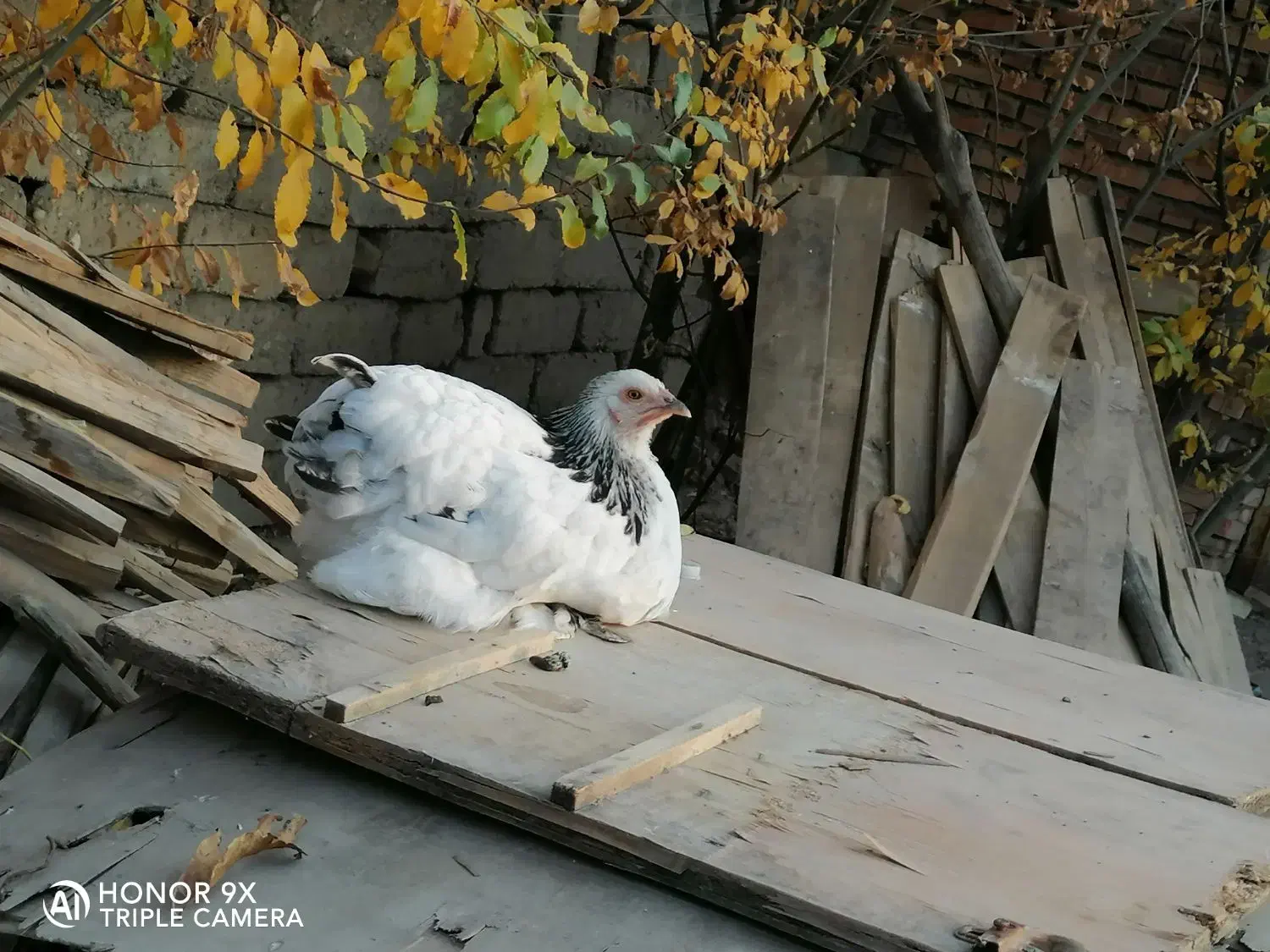 برهما مرغ وخروس مولد ونیمچه وجوجه های برهما|حیوانات مزرعه|نوشین شهر, |دیوار