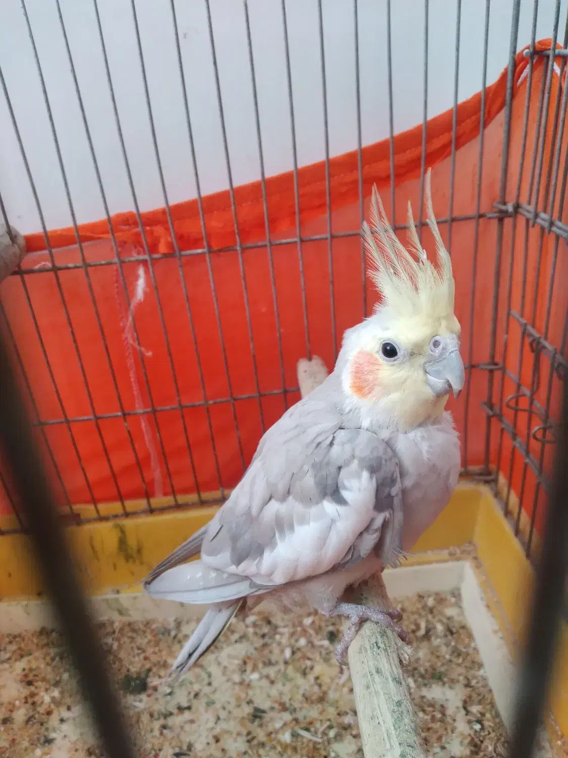 عروس هلندی|پرنده|قرچک, میرزائی شمالی|دیوار