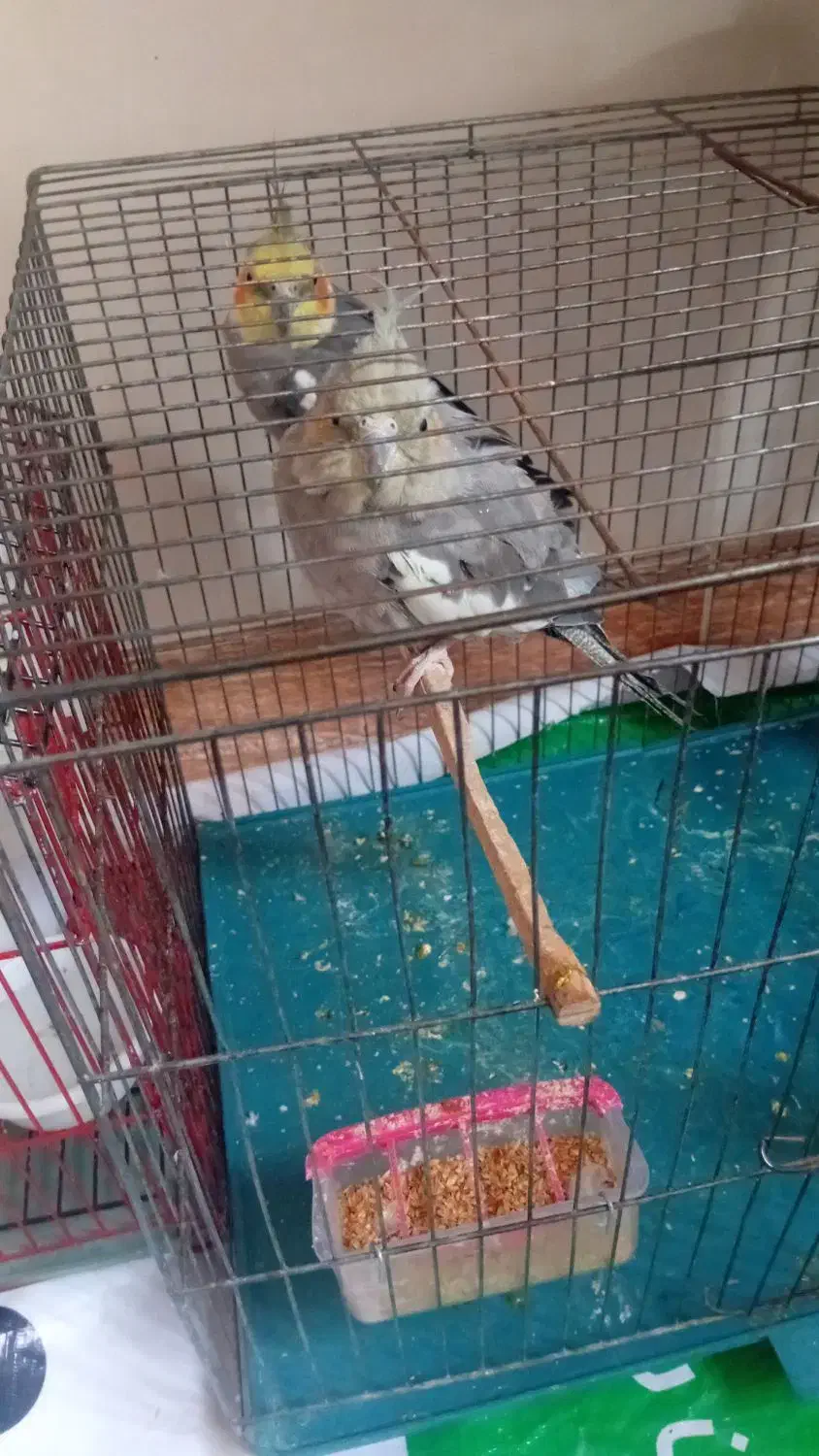 فروش عروس هلندی سرحال|پرنده|مهاباد (آذربایجان غربی), |دیوار