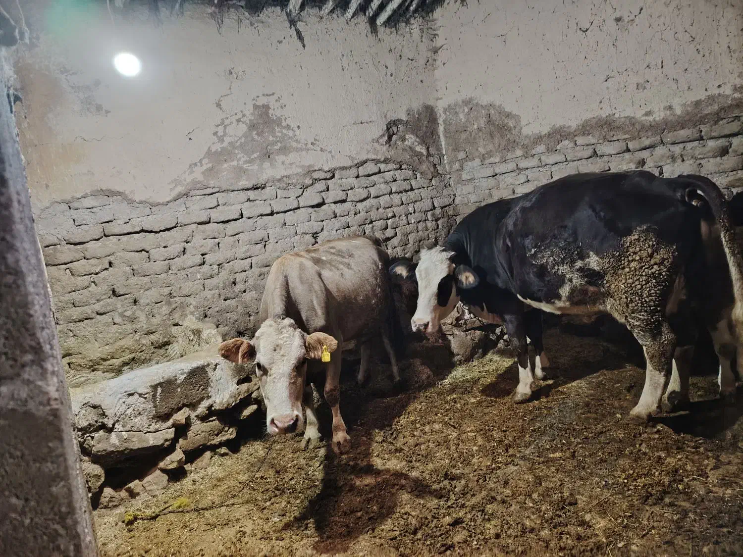 دو عدد گاو هر دوتا ابستن|حیوانات مزرعه|کرفتو, |دیوار
