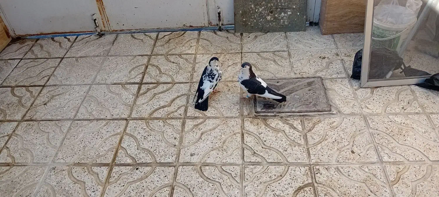 کبوتر چپ افشون وسینه سرخ جفتگاه|پرنده|مشهد, امیرآباد|دیوار