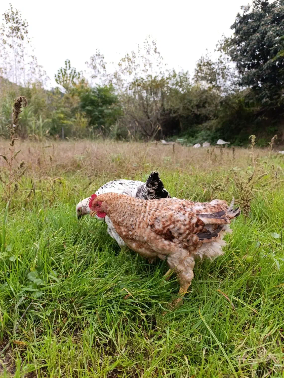 مرغ و خروس و جوجه محلی|حیوانات مزرعه|قائمشهر, |دیوار