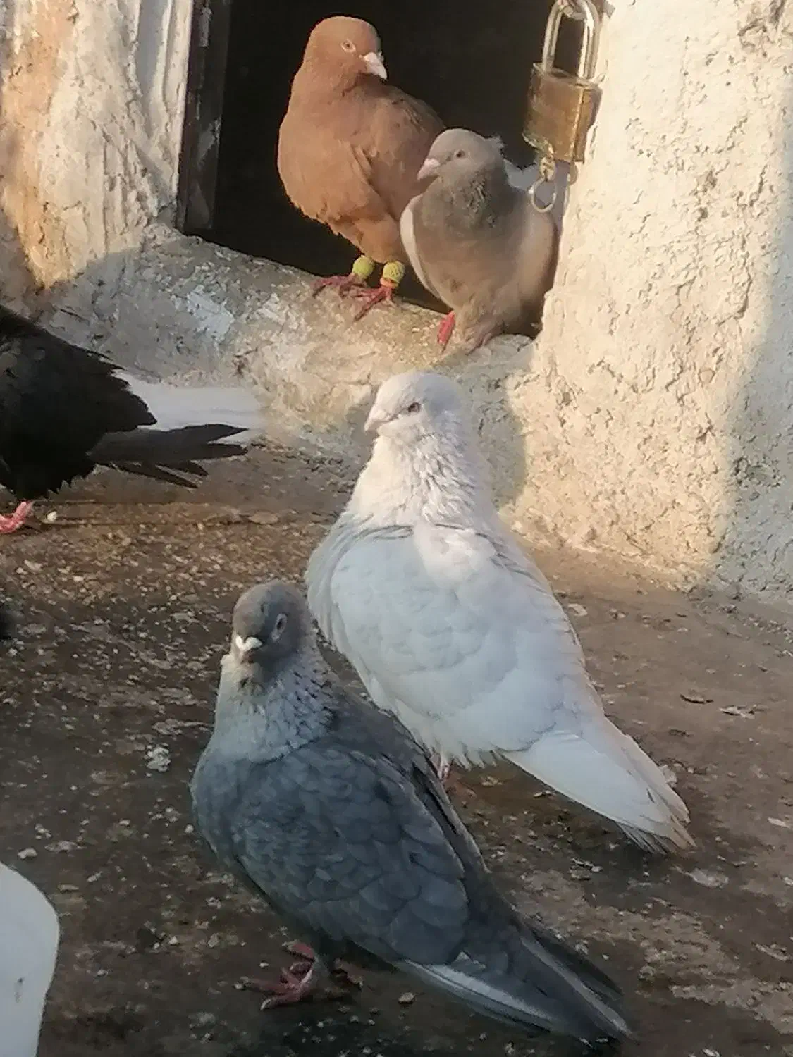 کبوتر نقره ای کاکلی|پرنده|سبزوار, امیر کبیر|دیوار