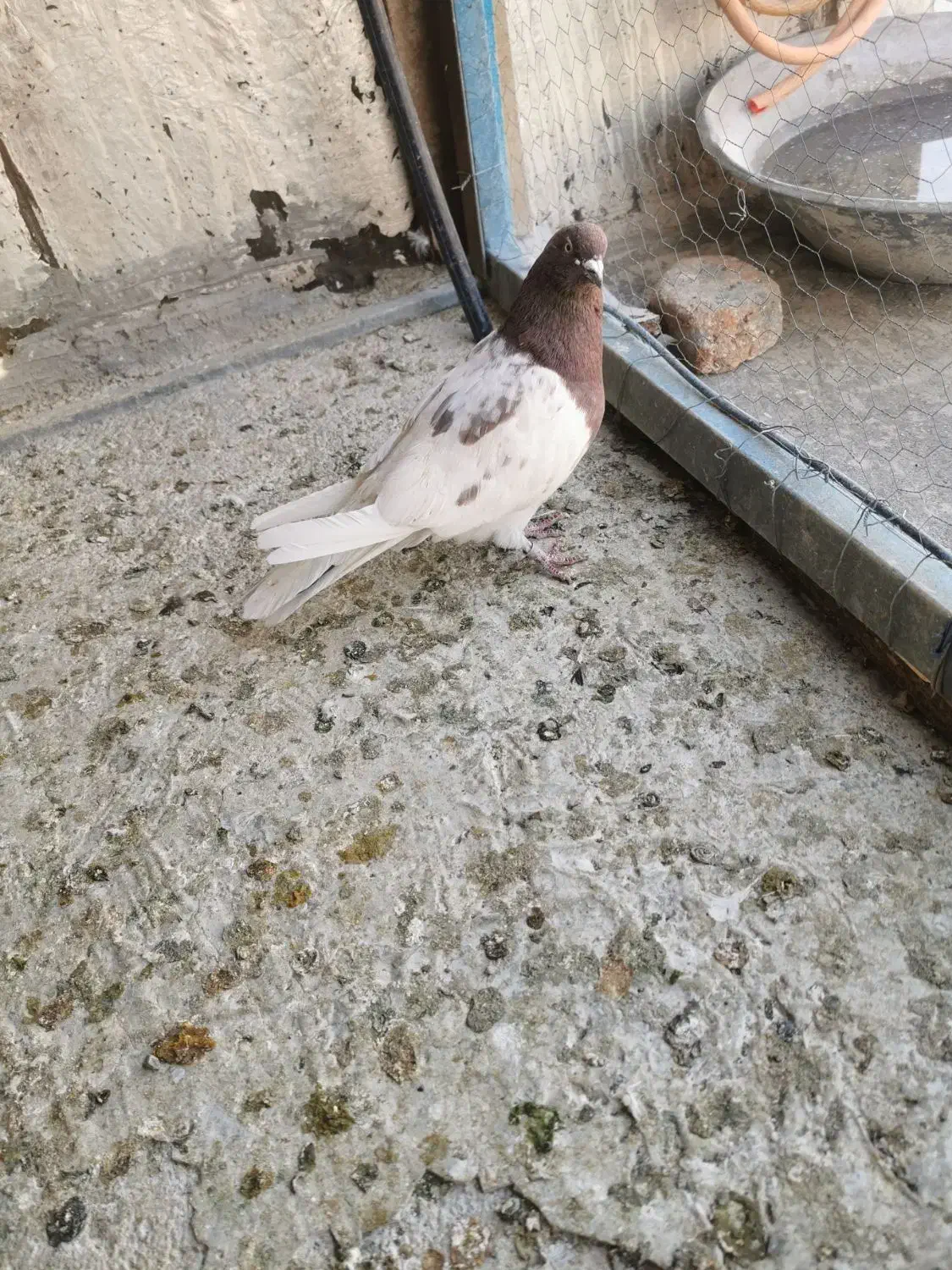 کفتر|پرنده|ایواوغلی, |دیوار