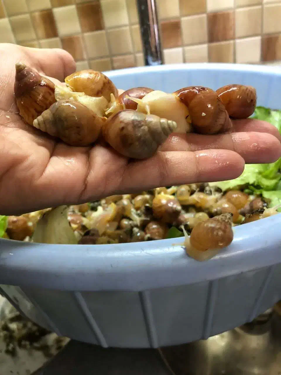 حلزون آچاتینا|خزنده|تهران, صادقیه|دیوار