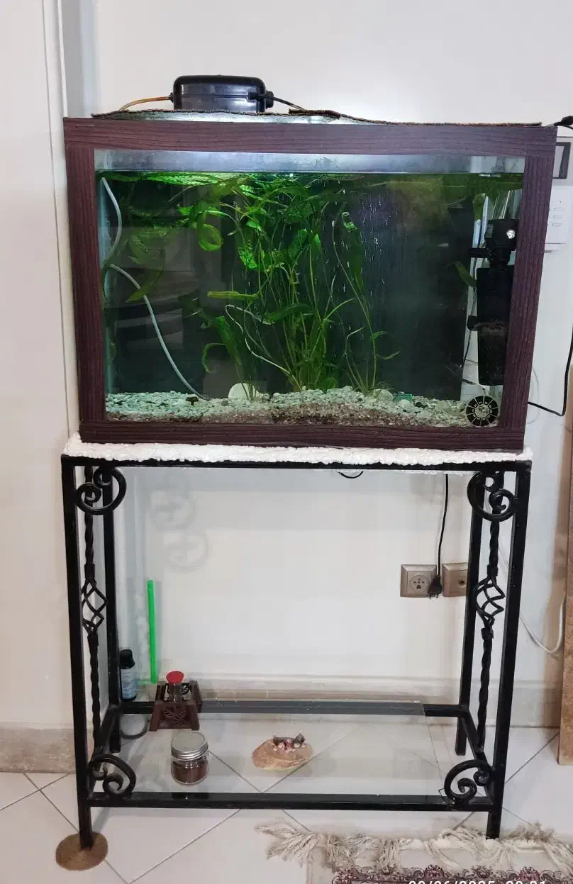 آکواریوم|ماهی|اصفهان, مسجد مصلی|دیوار