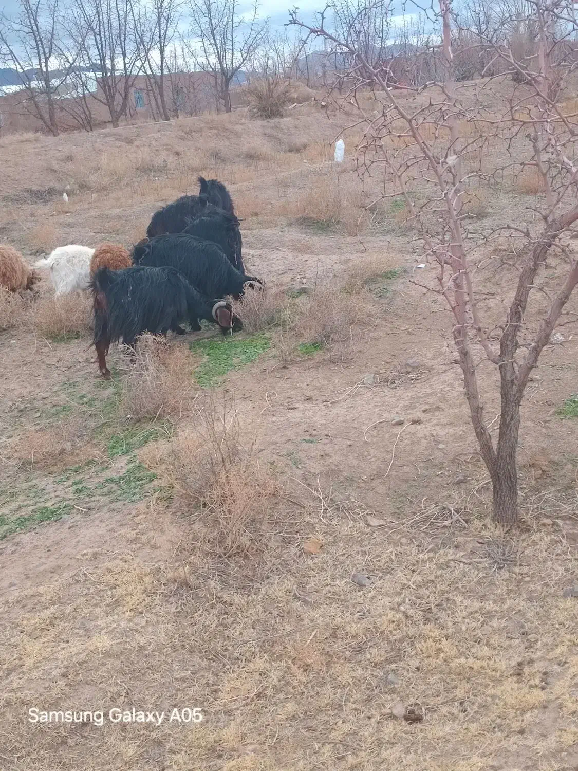 بز فروشی|حیوانات مزرعه|جلگه ماژان, |دیوار