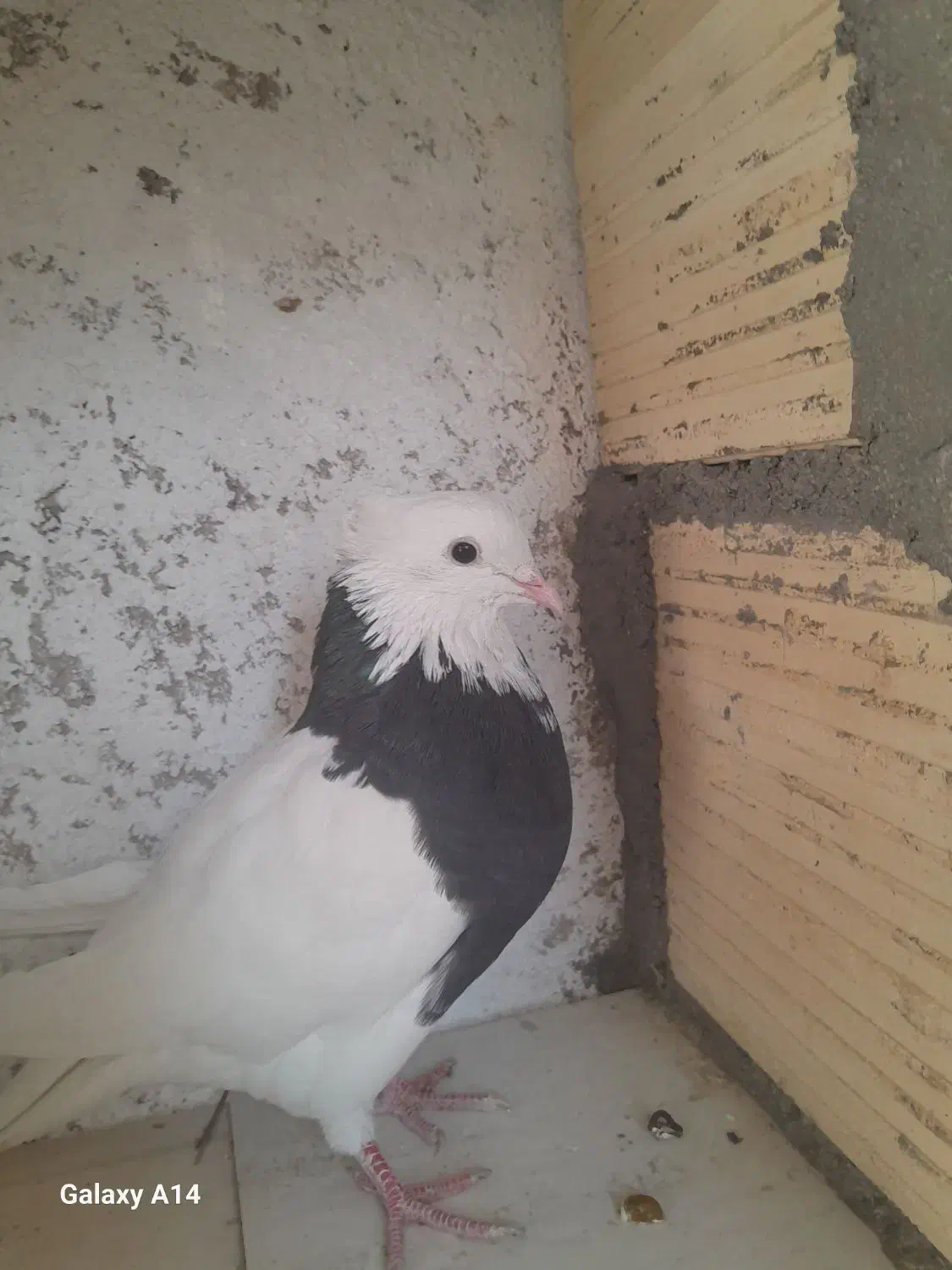 طوقی سیاه|پرنده|قشم, |دیوار