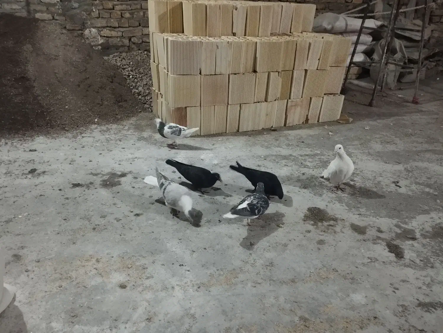 6تا حیوون ساده زاغ سفیدو|پرنده|مشهد, بلال|دیوار