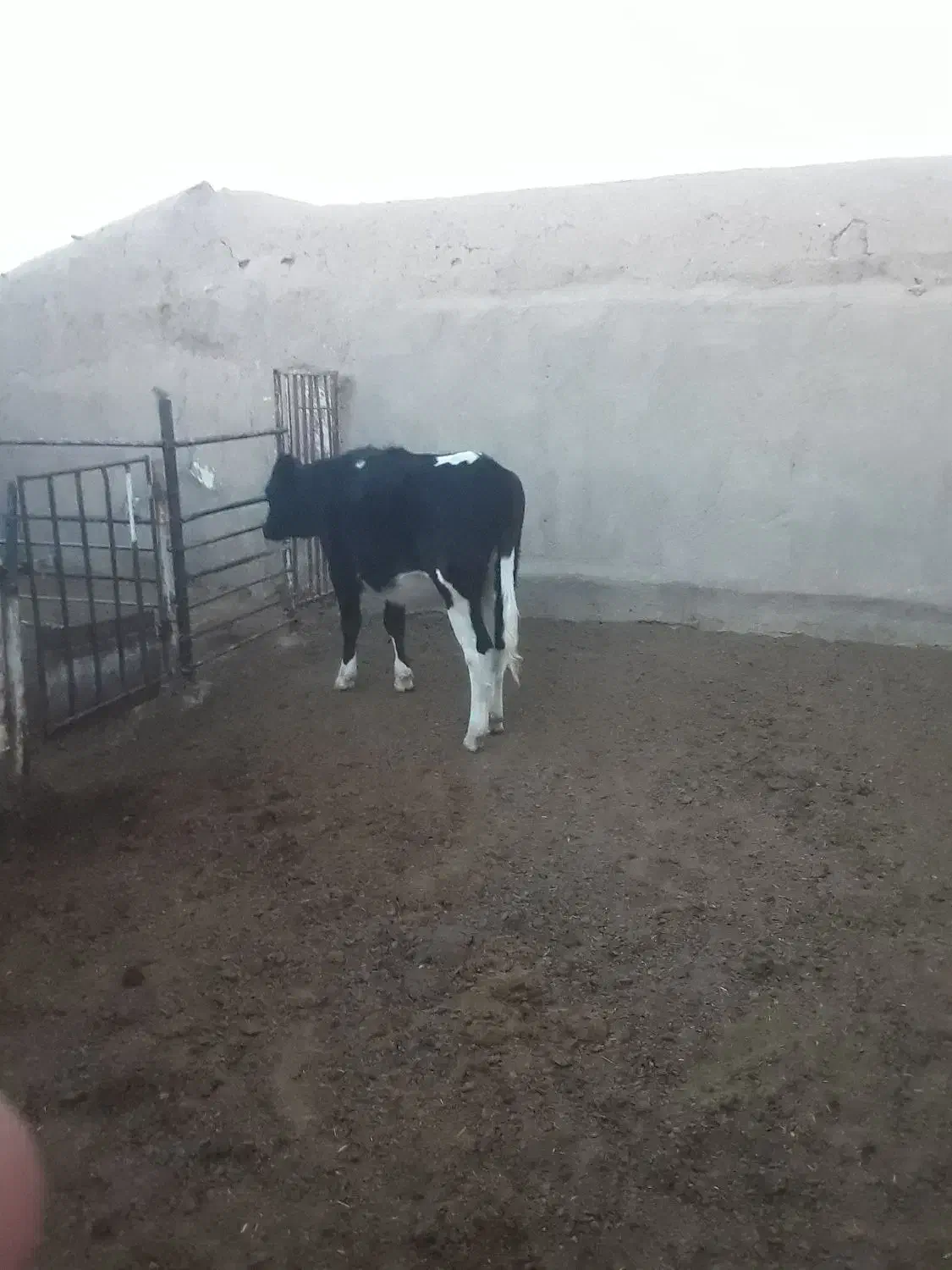 تلیسه گوساله گاو|حیوانات مزرعه|نیشابور, شهرک رضوی|دیوار