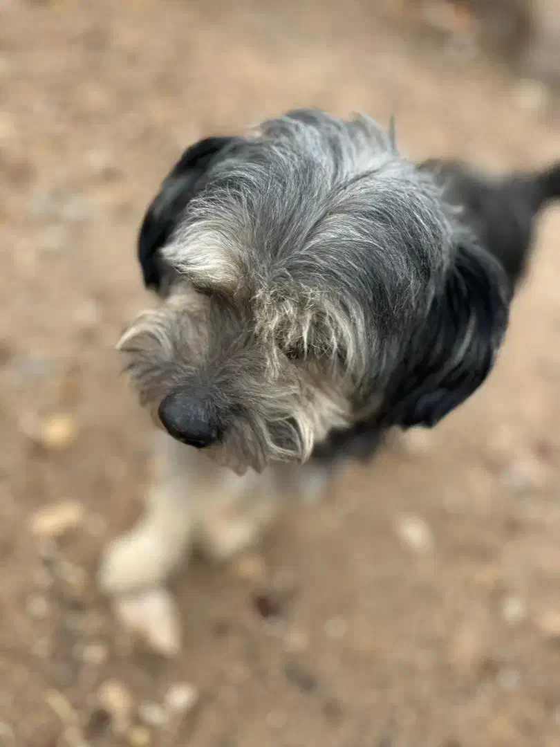 سگ پاپی|سگ|فسا, |دیوار