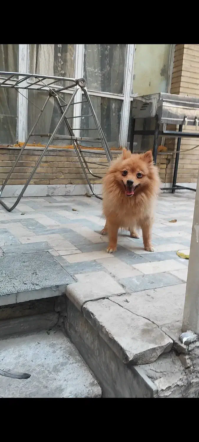 سگ ماده پامر ۲ ساله عروس|سگ|کرج, چمران|دیوار