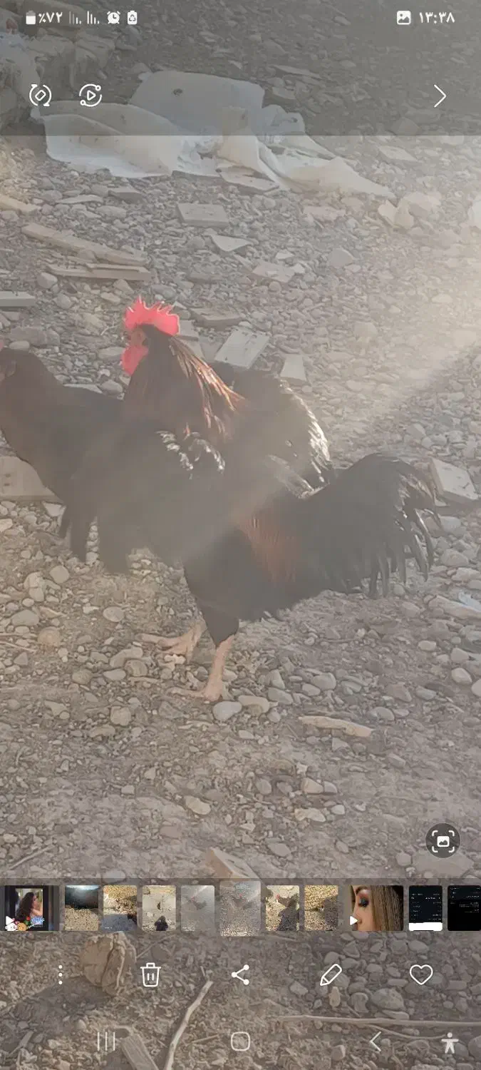 خروس محلی فروشی|حیوانات مزرعه|شیروان (خراسان), |دیوار